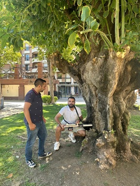 El Ayuntamiento de Andújar inicia una revisión integral del riesgo del arbolado urbano.
