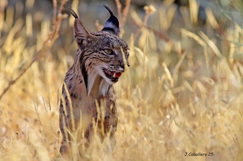 Aumenta el número de avistamientos del lince ibérico en Bailén.
