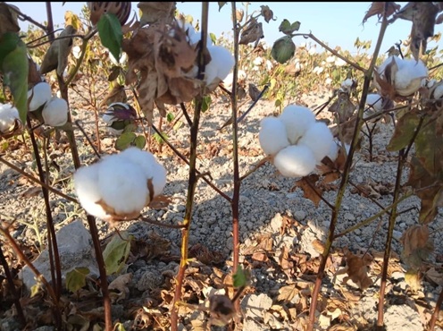 COAG Andalucía alerta del retroceso imparable del cultivo del algodón.