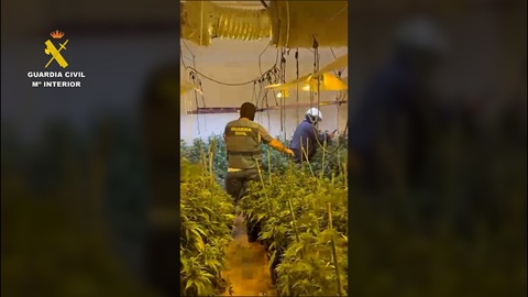 La Guardia Civil desmantela una plantación de marihuana en una vivienda deshabitada en Porcuna.