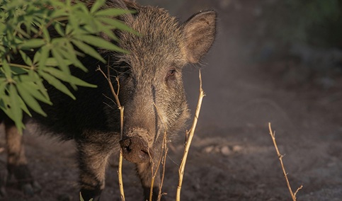 Andalucía inicia el periodo de caza mayor.