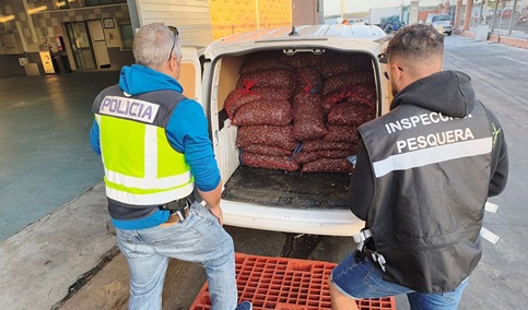 Junta y Policía Nacional intervienen 1.600 kilogramos de almeja japonesa sin garantía de seguridad alimentaria.