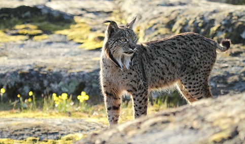 Vallas, iluminación y señales para la protección del lince ibérico en carreteras de Sevilla y Córdoba.