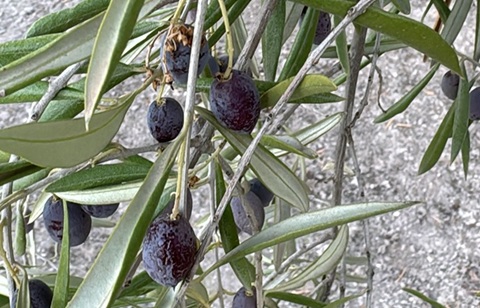 El sector del olivar cierra un año de comercialización récord marcado por la caída de precios.