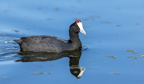 Más de 97.500 parejas de 57 especies de aves acuáticas se han reproducido este año en 189 humedales.