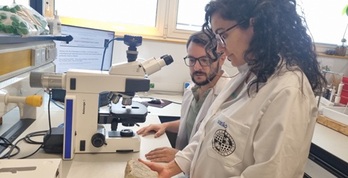 Descubierto en Porcuna el primer molde de piedra para la producción de moneda documentado en la Península Ibérica.