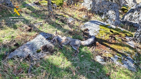 62 personas detenidas/investigadas en la última campaña nacional contra el uso de veneno y métodos de caza ilegales.