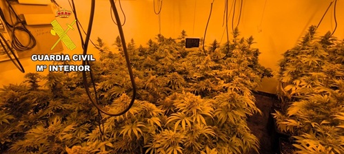 La Guardia Civil desmantela una plantación con más de 400 plantas de marihuana en Arjonilla (Jaén).