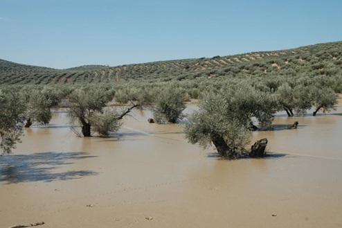 La Junta de Andalucía publica siete guías de recomendaciones para los cultivos tras las inundaciones y episodios de lluvias extremas.