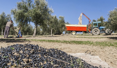 La Junta trabaja en nuevas ayudas por 4,6 millones para agrupaciones de producción integrada de olivar.