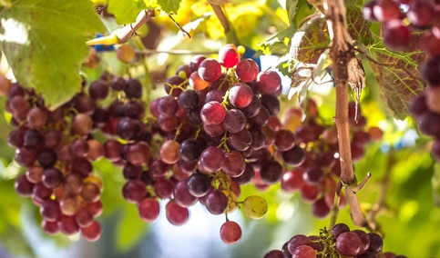 La Junta destina 2,5 millones de euros en ayudas a agricultores para la reconversión y reestructuración del viñedo.