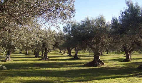 Abierto el plazo para inscribirse en la jornada demostrativa de olivar de ‘Demofarm Andalucía’.