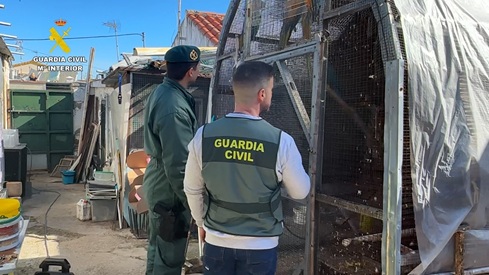 Intervenidos más de 500 ejemplares de aves exóticas protegidas en el interior de una vivienda en Cádiz.