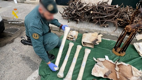 Incautadas en Cádiz diferentes piezas de animales protegidos procedentes de África.