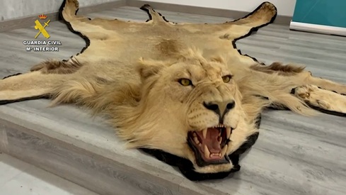 Investigada una persona en Almería por la venta online ilegal de alfombras de piel de león.