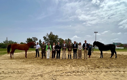 El Ayuntamiento de Andújar presenta la Parada de Sementales 2026, referente nacional de cría caballar.