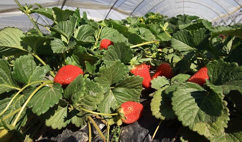 El BOJA publica la convocatoria de subvenciones 2026 para organizaciones agrarias, pesqueras y de desarrollo rural.