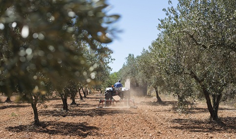 Muere un hombre de 71 años en un accidente de tractor en Fiñana (Almería).