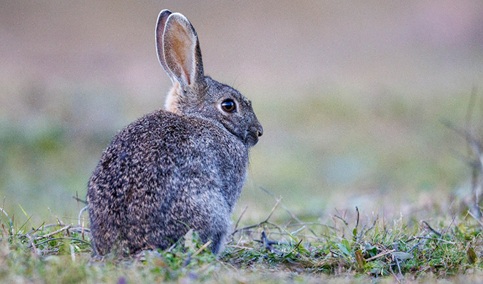Medidas cinegéticas excepcionales para limitar los daños causados por el conejo silvestre en la agricultura.