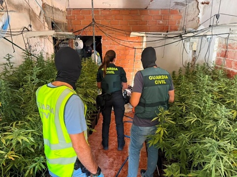 Desmantelado un cultivo con casi 740 plantas de marihuana en Baños de la Encina (Jaén) con dos detenidos.