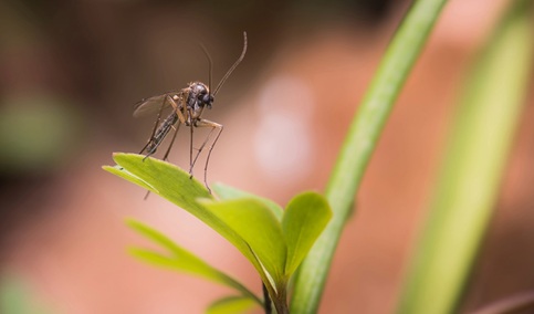 Sanidad declara área en alerta por virus del Nilo Occidental el municipio jiennense de Lopera.