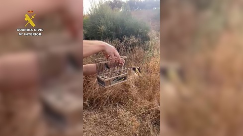 La Guardia Civil investiga a una persona por la captura ilegal de aves fringílidas en Torredonjimeno (Jaén).
