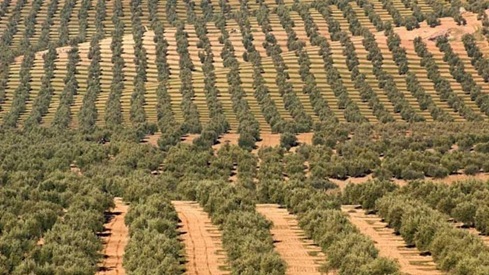 El Gobierno ya está pagando los 23 millones de euros en ayudas para fertilizantes en la provincia de Jaén.