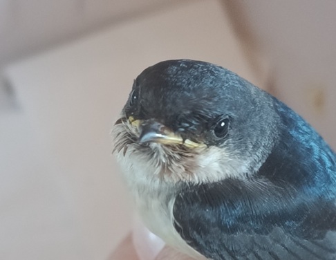 El IV Voluntariado de Socorro Estival de AMECO y la Junta de Andalucía atiende a 77 aves urbanas en Andújar durante el verano.