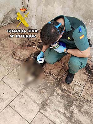 La Guardia Civil detiene a un hombre por un presunto delito contra los animales tras localizar tres perros muertos y otro gravemente herido en Campillo de Arenas.