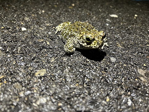 AMECO destaca la importancia de las charcas temporales para la conservación de los anfibios en el Parque Natural Sierra de Andújar.