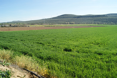 Publicada una nueva relación de 1.433 beneficiarios de la ayuda por la franquicia de los seguros agrarios a agricultores y ganaderos afectados por las borrascas por 10,7 millones de euros.